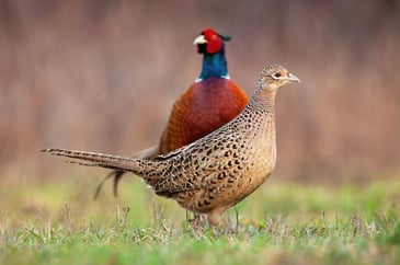 Defra publishes modified general licence for gamebird releasing