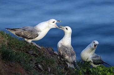 Defra lifts AI risk level in wild birds to medium after detection of H5N5 strain