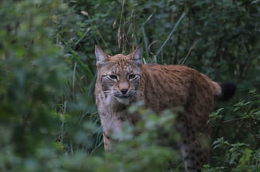 Rogue rewilding in Scotland