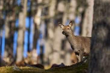 Red deer hind in Scotland