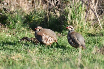 Red-legged partridge