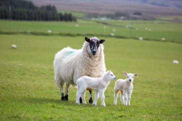 Sheep in field