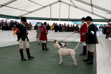 Fabulous show of hounds at Harrogate