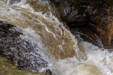 Scottish Salmon in waterfall