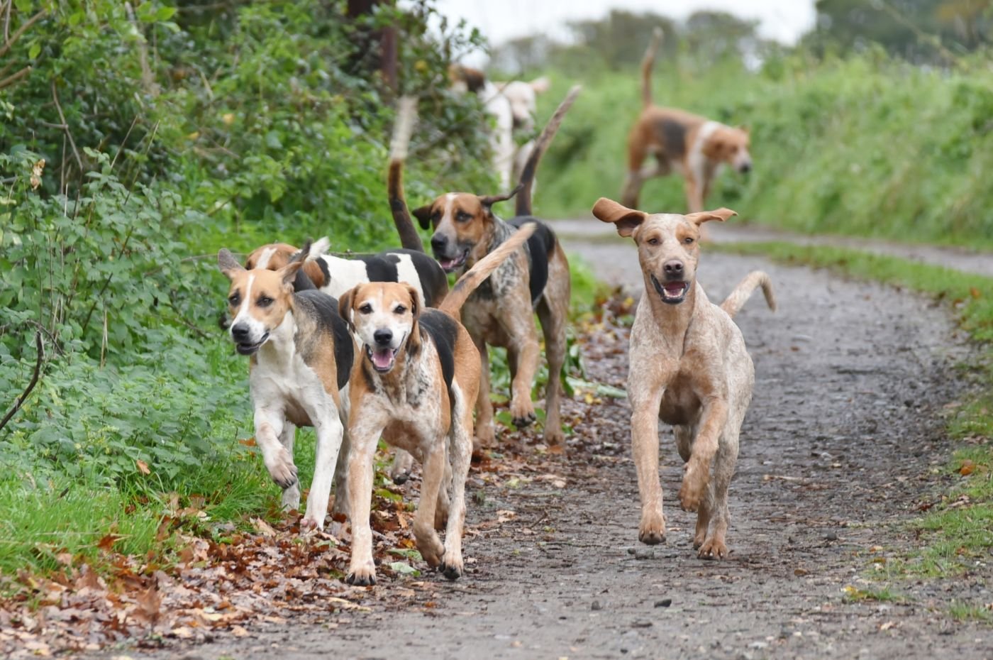 English foxhounds_Shutterstock_November 2023_1400x930px