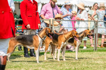 Hounds at the Festival of Hunting, 2023
