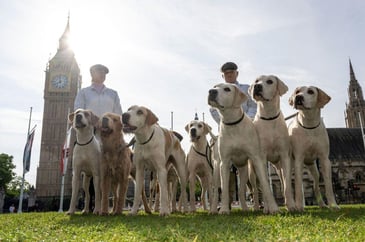 Hounds outside Westminster
