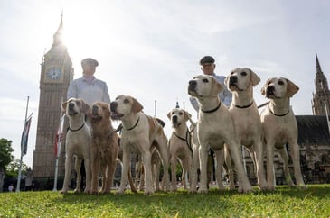 Hounds in Westminster