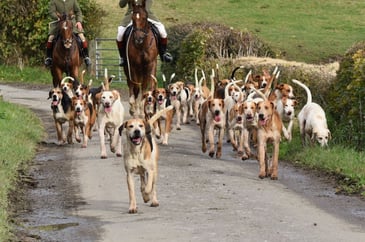 Pack of English foxhounds