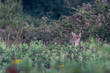 Scottish Minister scraps proposals for female deer season extension