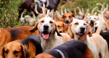 Another bid to ban hunting with dogs in Northern Ireland criticised