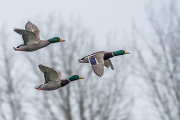 Protecting waterfowl from lead shot in wetlands in Northern Ireland