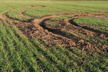 “Unprecedented” hare poaching as police forces launch multiple investigations