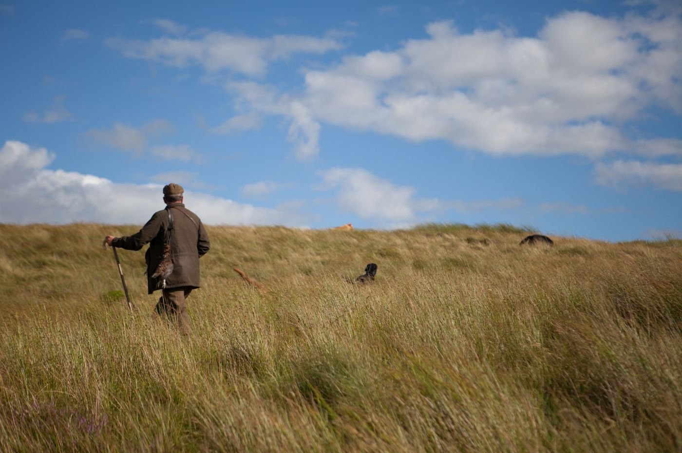 Grouse shooting in Scotland_Shutterstock_January 2024_1400x930px