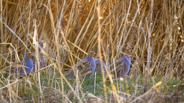 Grey partridge chicks dying of lead poisoning