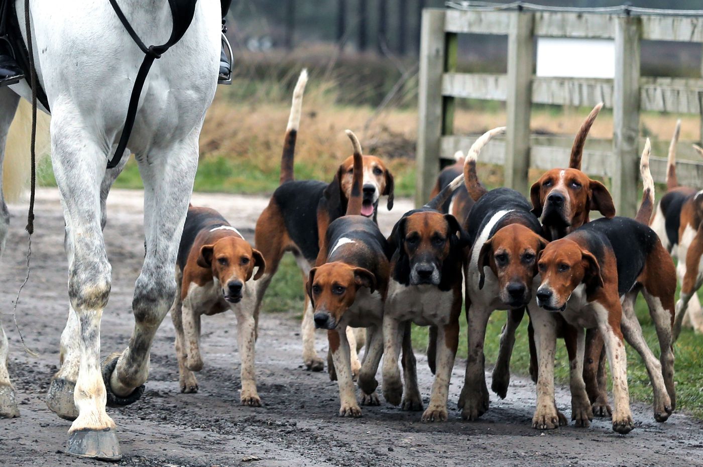 Hunting in Scotland: One year on