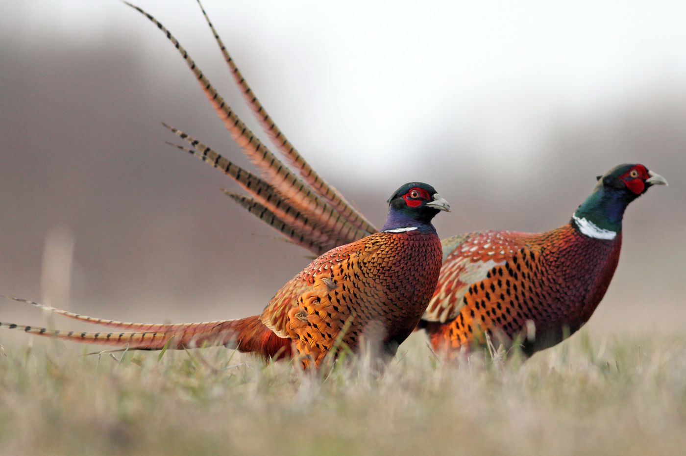 Wild Pheasant from Scotland has complex and complicated rich flavors that  challenge my cooking skills. Wild Scottish pheasant acquires a flavor that  flightless domestic birds confined in pens can never acquire.