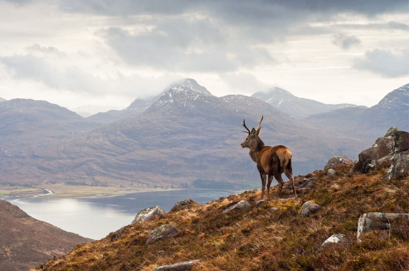 Wild stag in Scotland_Shutterstock_October 2018_1400x930x