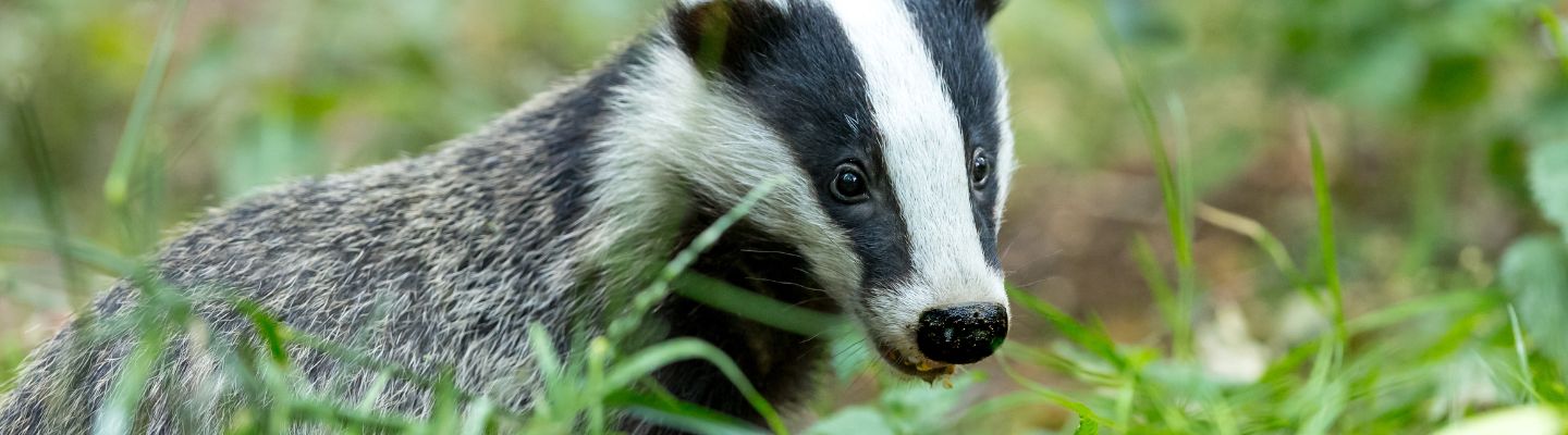 Tim Bonner: The BBC, trust and rogue badgers