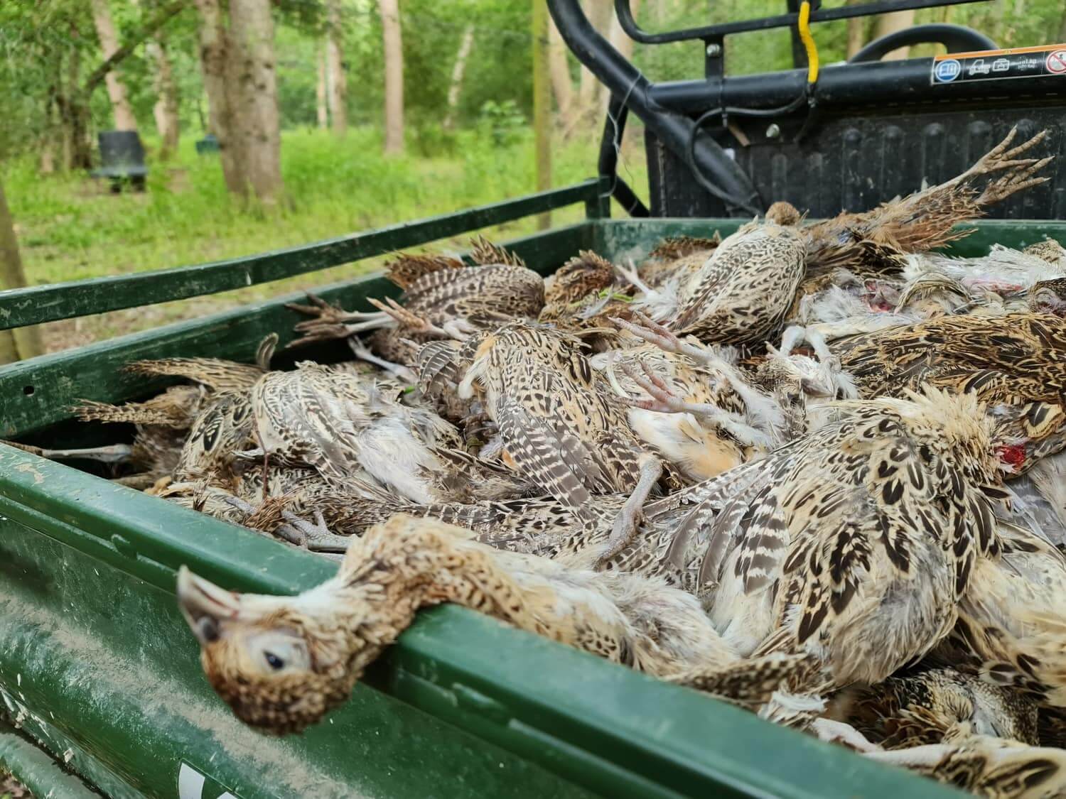 Appeal: 400 young pheasants killed by fox after padlock to pen de...