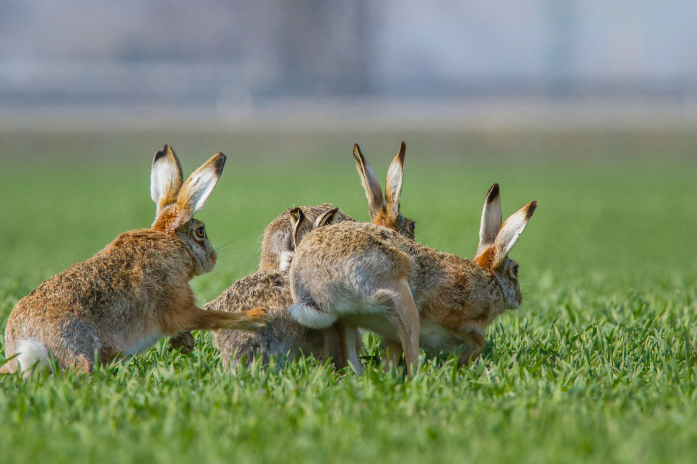 Hare poaching crackdown crosses the finish line