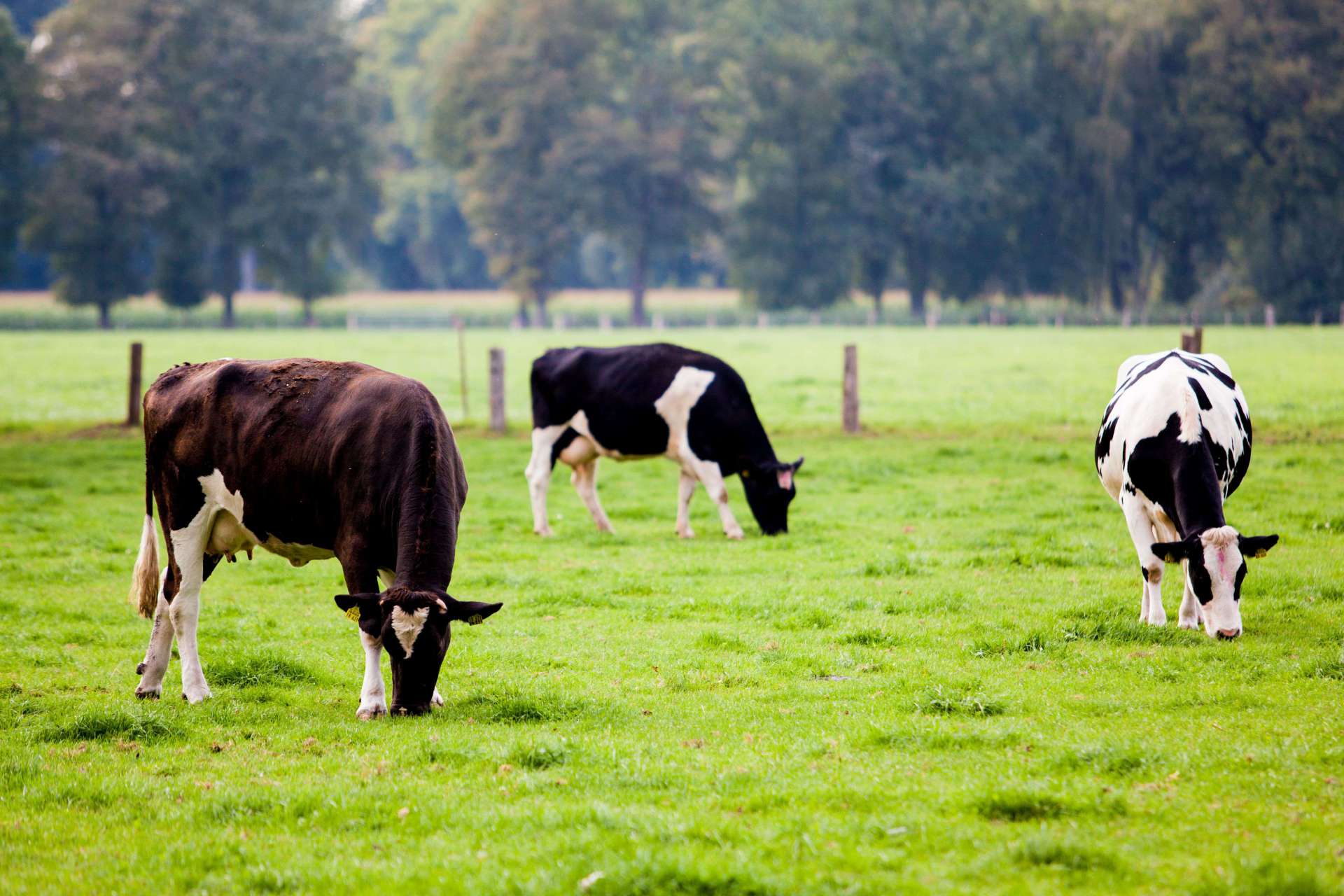 The Impact Of Small Abattoir Closures