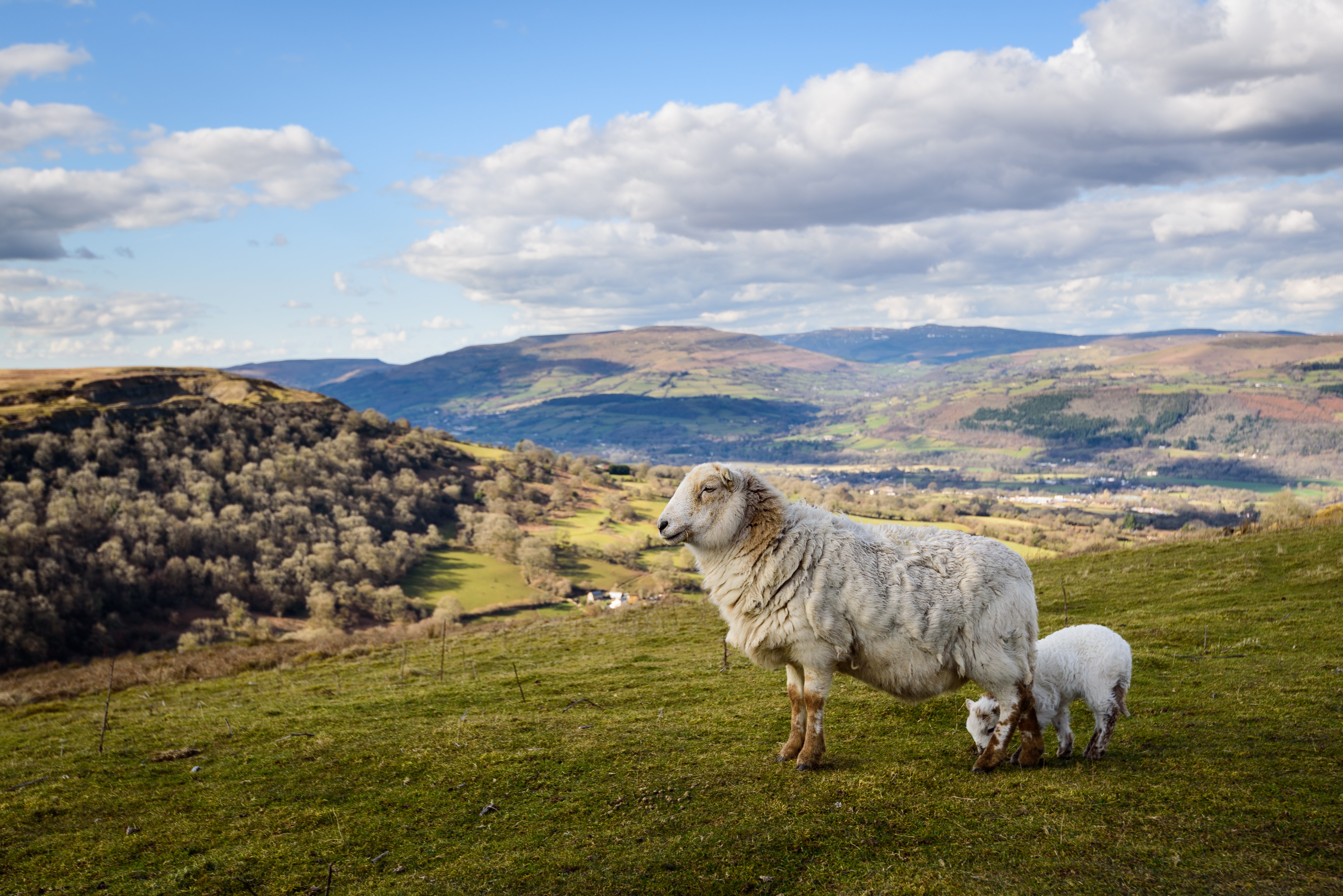 Sheep in Brecon Beacon Wales_Shutterstock_July 2023_FullSize_5430x3625px
