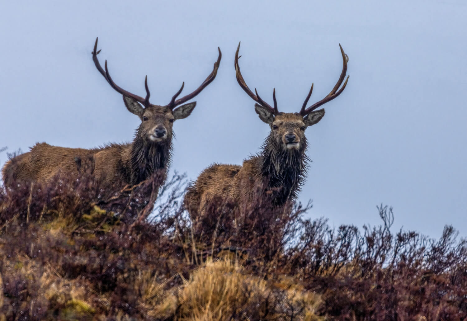 What an American Hunter Learned from a Scottish Red Deer Cull